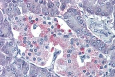 Immunohistochemistry-Paraffin: P2Y4/P2RY4 Antibody [NBP3-14439] - Immunohistochemistry of formalin-fixed, paraffin-embedded human pancreas after heat-induced antigen retrieval.